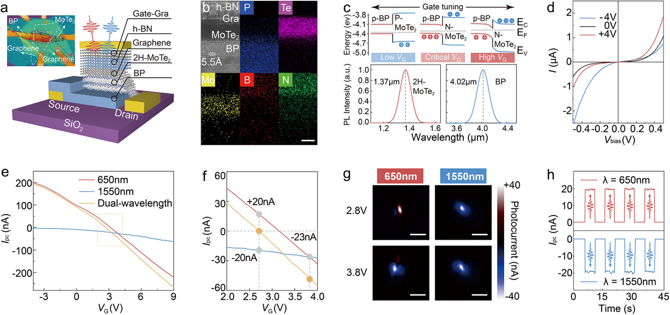 adfm72873-fig-0001-m.jpg